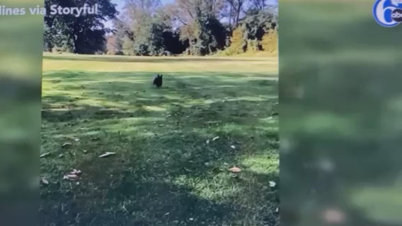 HAWK trying to attach its claws into the dog.