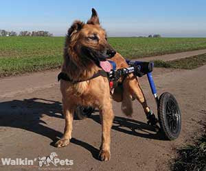 Adjustable Medium Size Dog Wheelchairs